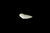 藏品(麂眼螺 )的圖片
